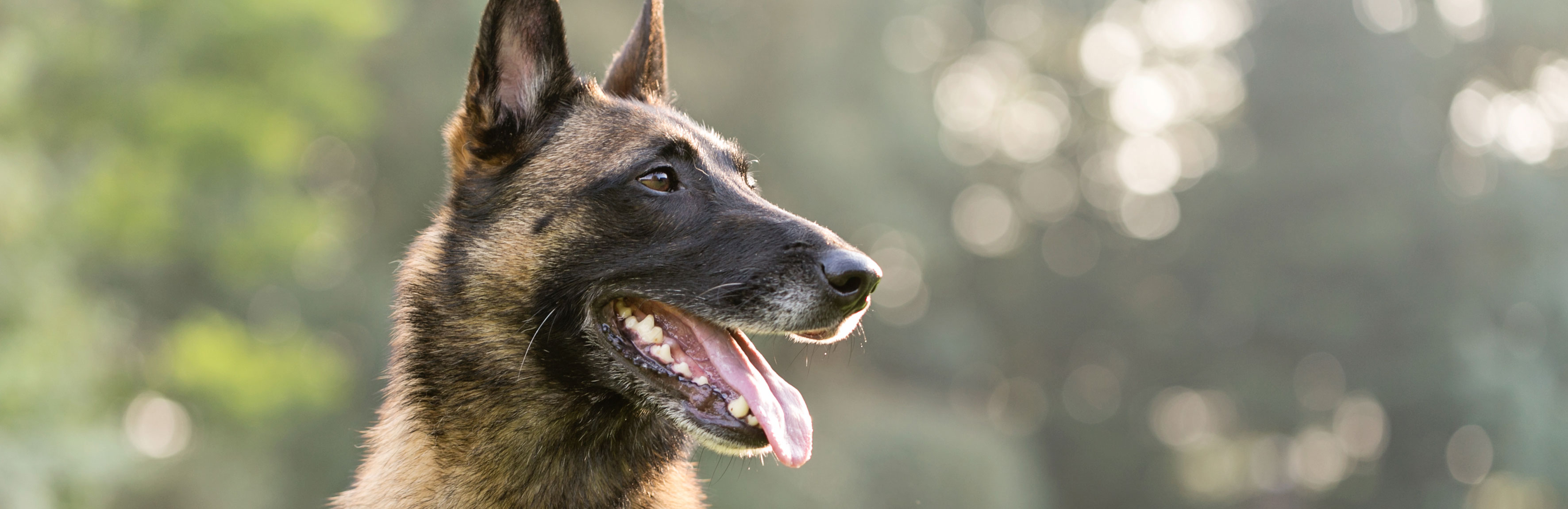 Foto - Woof Coach - Termin
