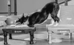 Woofathletics Training Hundeschule