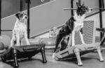 Woofathletics Training Hundeschule